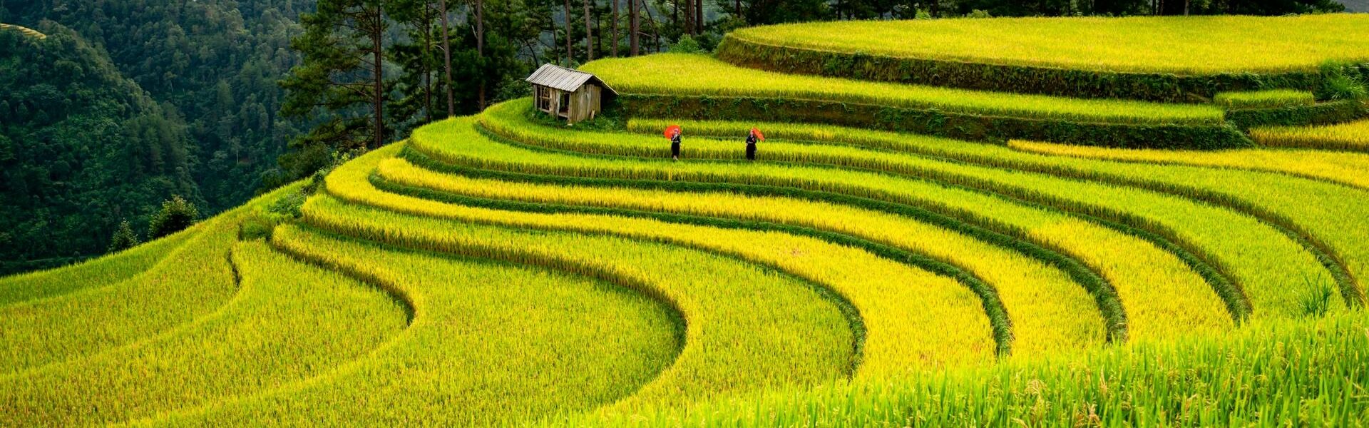 Sapa Terraced Rice-fields and